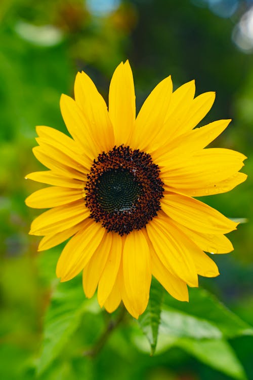 Foto stok gratis bunga, matahari