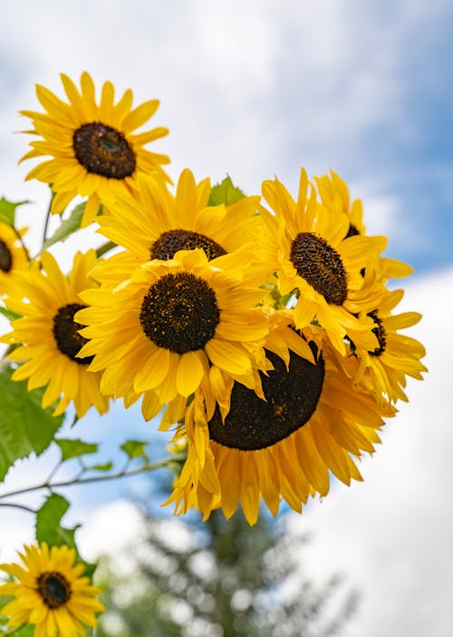Immagine gratuita di fiore, girasole, sole