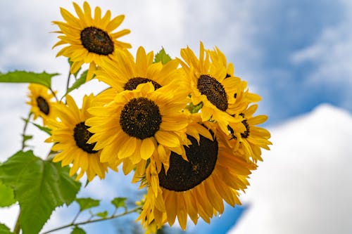 Foto stok gratis bunga, matahari
