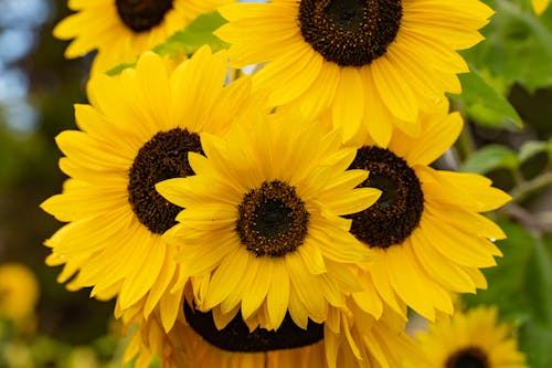 Bright Golden Yellow Sunflowers