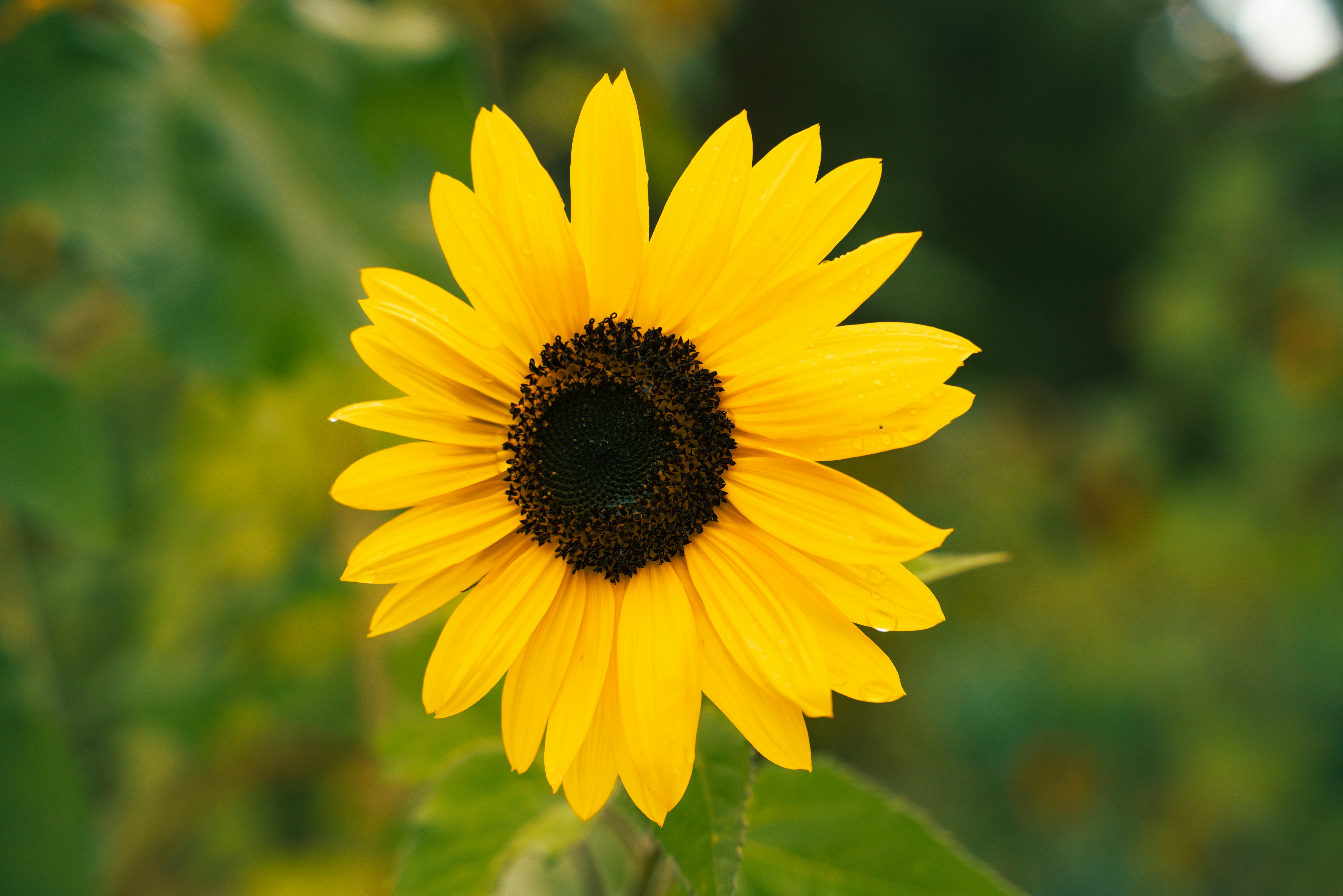 yellow sunflower between other plants
