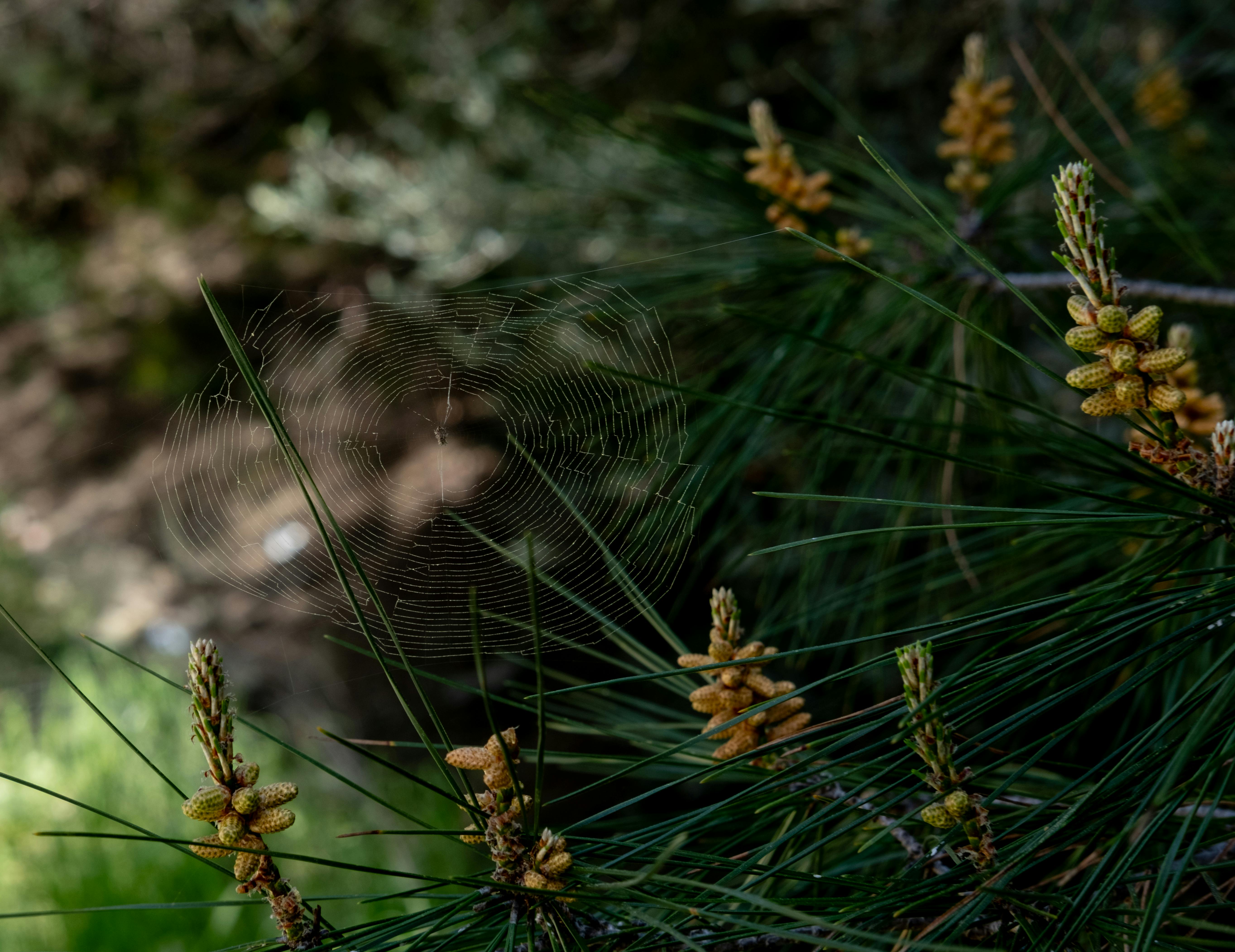 Cobweb on Pine Tree with Cones · Free Stock Photo