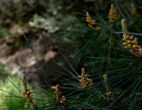 Foto d'estoc gratuïta de aranya, arbre de pi, bosc