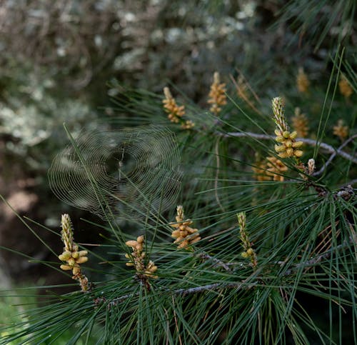 Pine cones on a pine tree in the forest