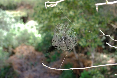 Gratis lagerfoto af dyrefotografering, edderkop, hængende