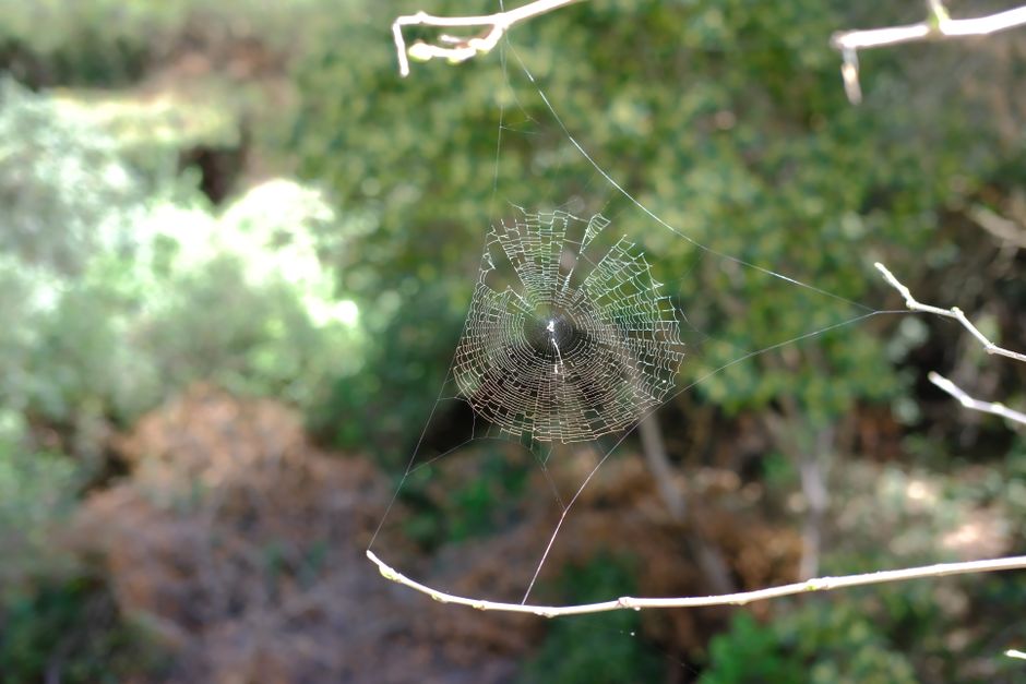circle|spiderweb