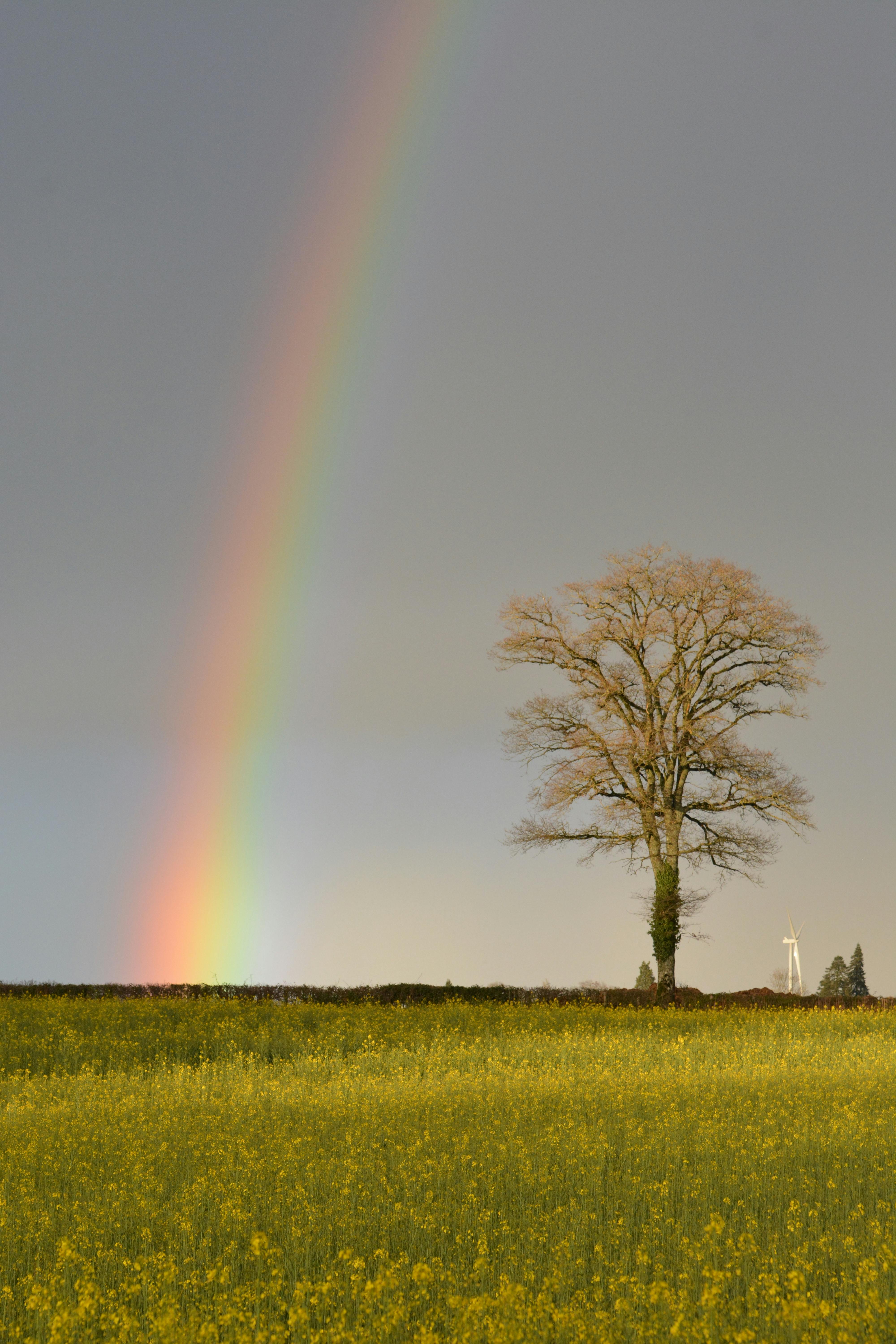 A beautiful rainbow arcs over a serene countryside with a solitary tree in a flowering meadow.