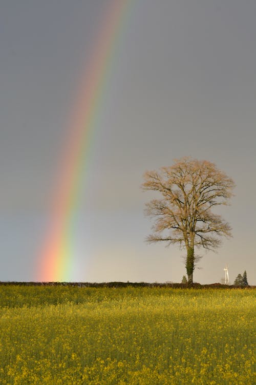 Fotobanka s bezplatnými fotkami na tému dedinský, dúha, idylický