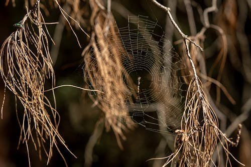 Foto stok gratis binatang, daun, di luar rumah