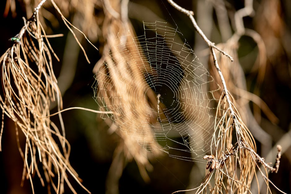 Close-up of a spider web spun between dry branches, capturing the essence of nature's intricate designs.