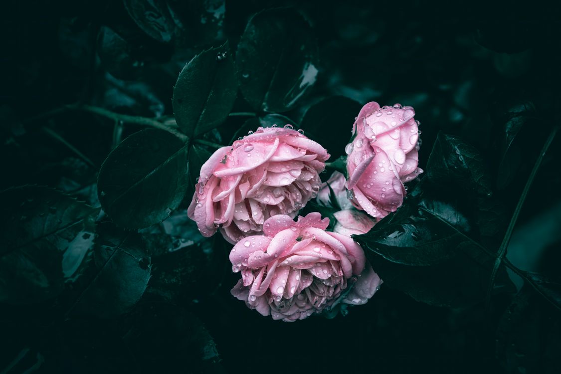 Raindrops on Pink Roses · Free Stock Photo