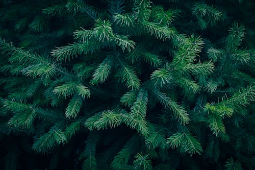 Young evergreen Fir tree branches texture pattern