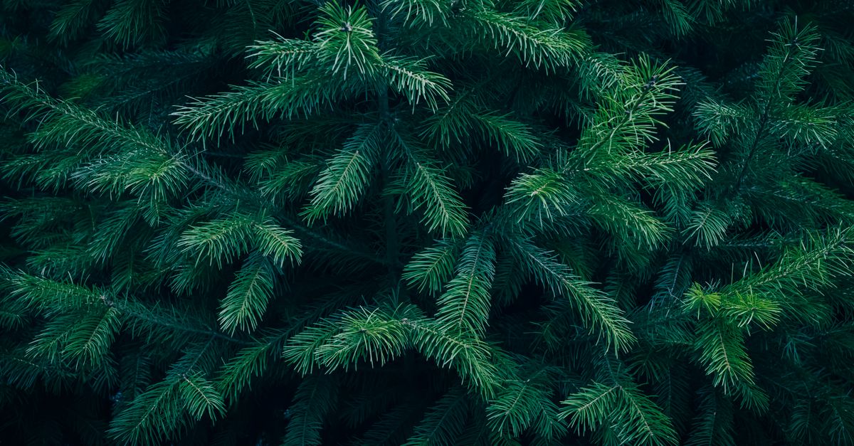 Fir Tree Textur Young evergreen Fir tree branches texture pattern · Free Stock Photo