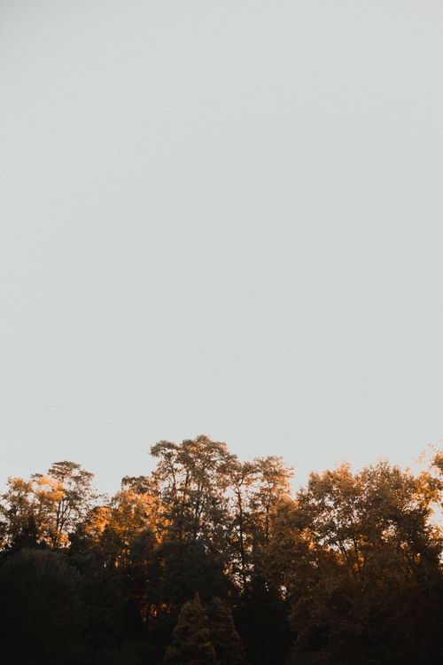 Free A calming image of forest trees with autumn colors under a clear sky at dusk. Stock Photo