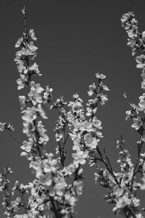 Foto d'estoc gratuïta de bellesa, blanc i negre, branques