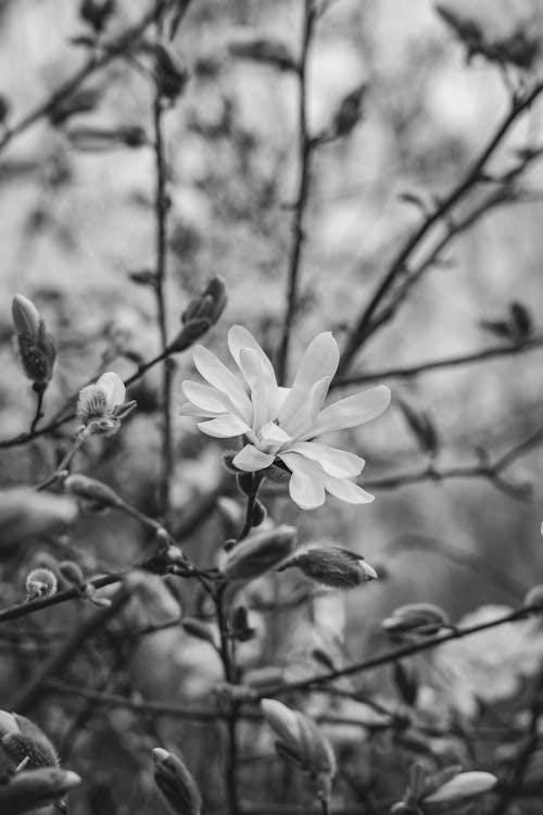 Gratis arkivbilde med blomster, blomstre, fjær