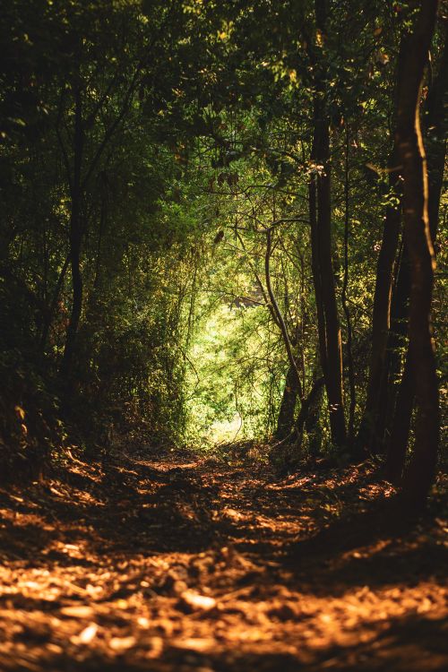 Free Serene forest pathway in El Carmen, Chile, surrounded by lush green trees and natural light. Stock Photo