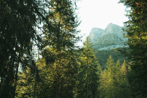 Foto d'estoc gratuïta de arbres, branques, estiu