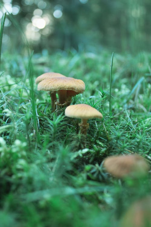 Close-up of Mushrooms Growing between Green Grass