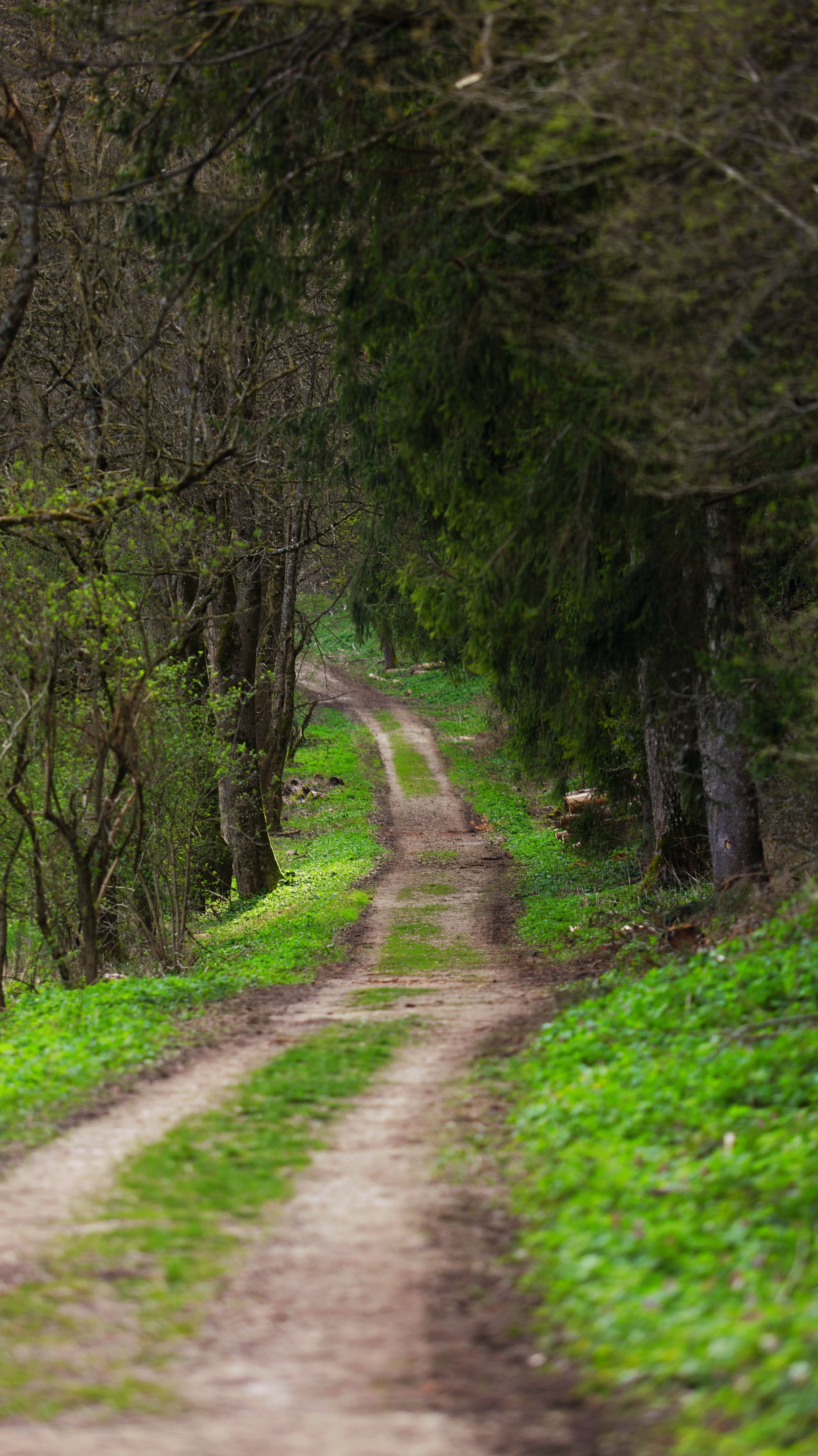A dirt road in the woods with trees and grass · Free Stock Photo