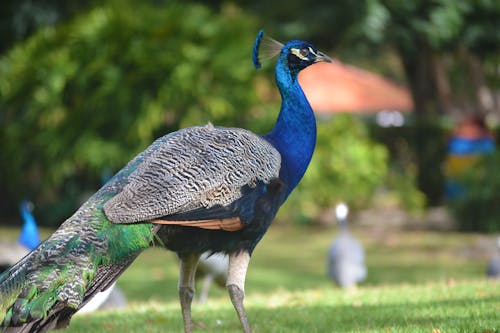 Free stock photo of animals, peacock