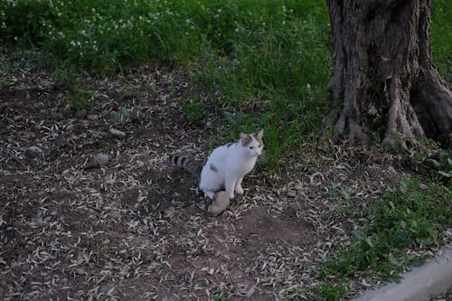 Foto profissional grátis de animal de estimação, árvore, bonitinho