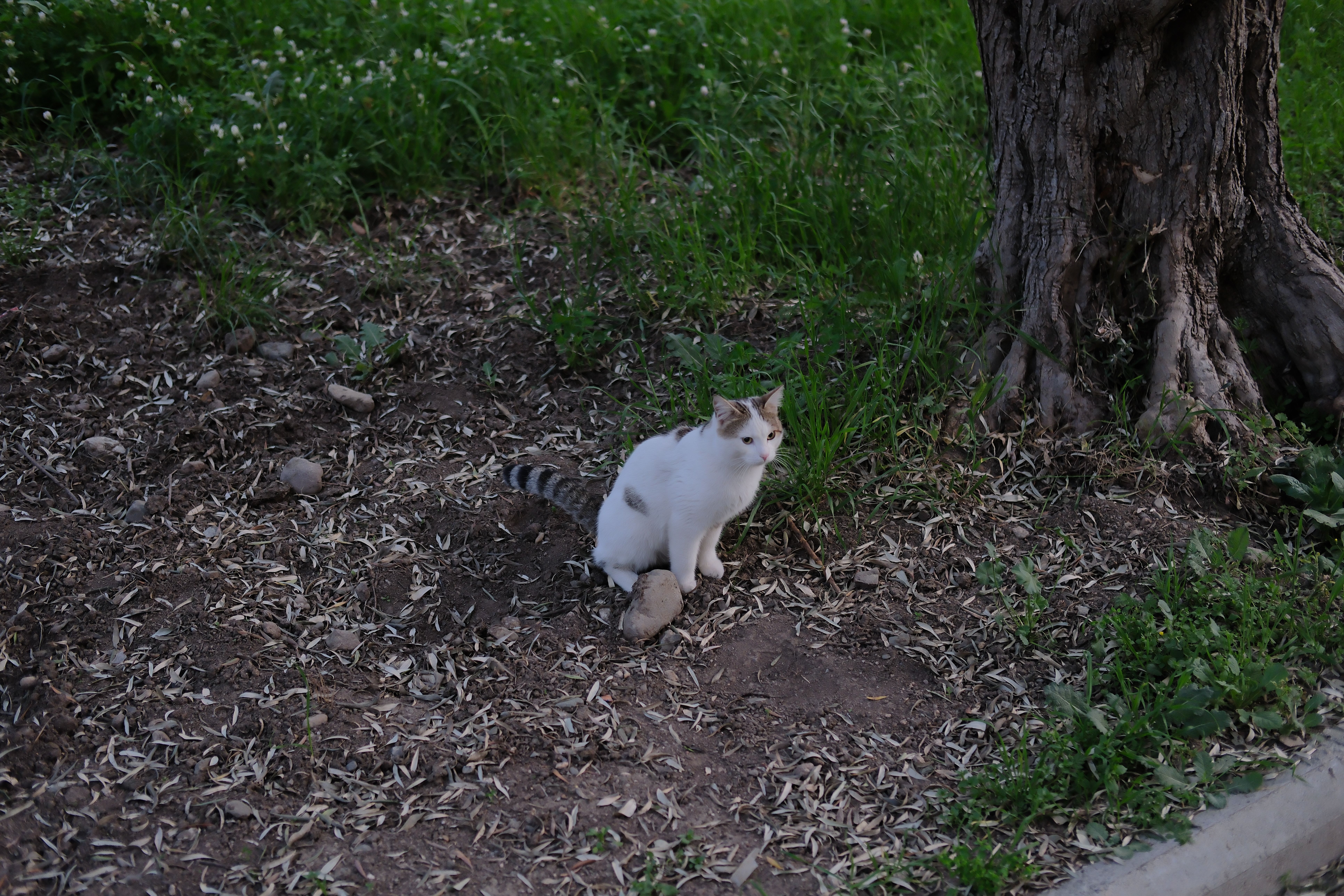 A Cat Sitting on the Ground near a Tree · Free Stock Photo
