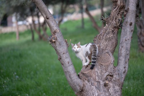 Imagine de stoc gratuită din animal de casă, arbore, focalizare selectivă