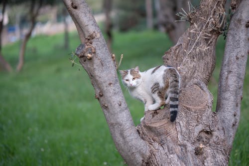 ネコ, パーク, 動物の写真の無料の写真素材