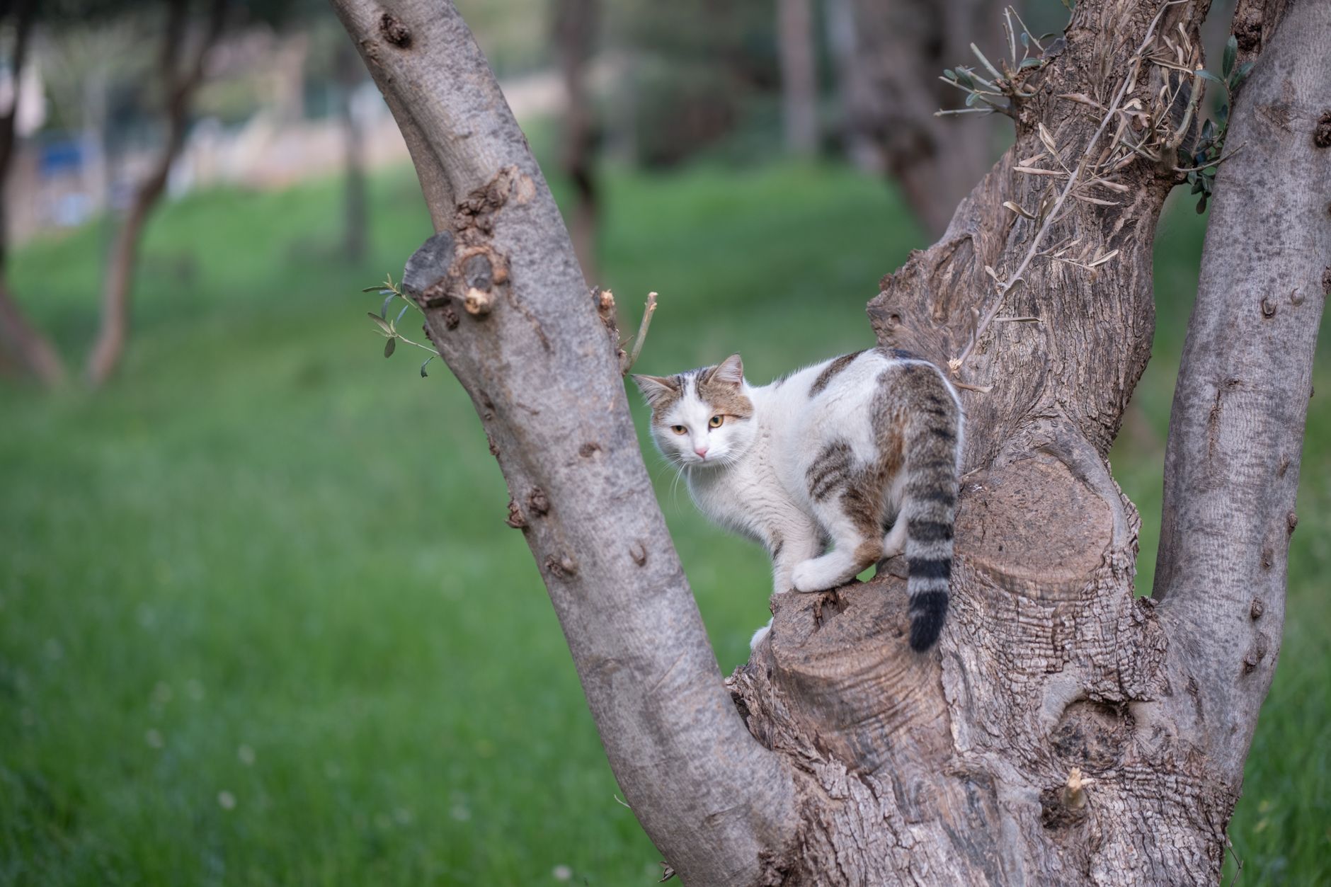 pexels-photo-20858304 Quel est le meilleur endroit pour placer un arbre à chat dans votre maison ?