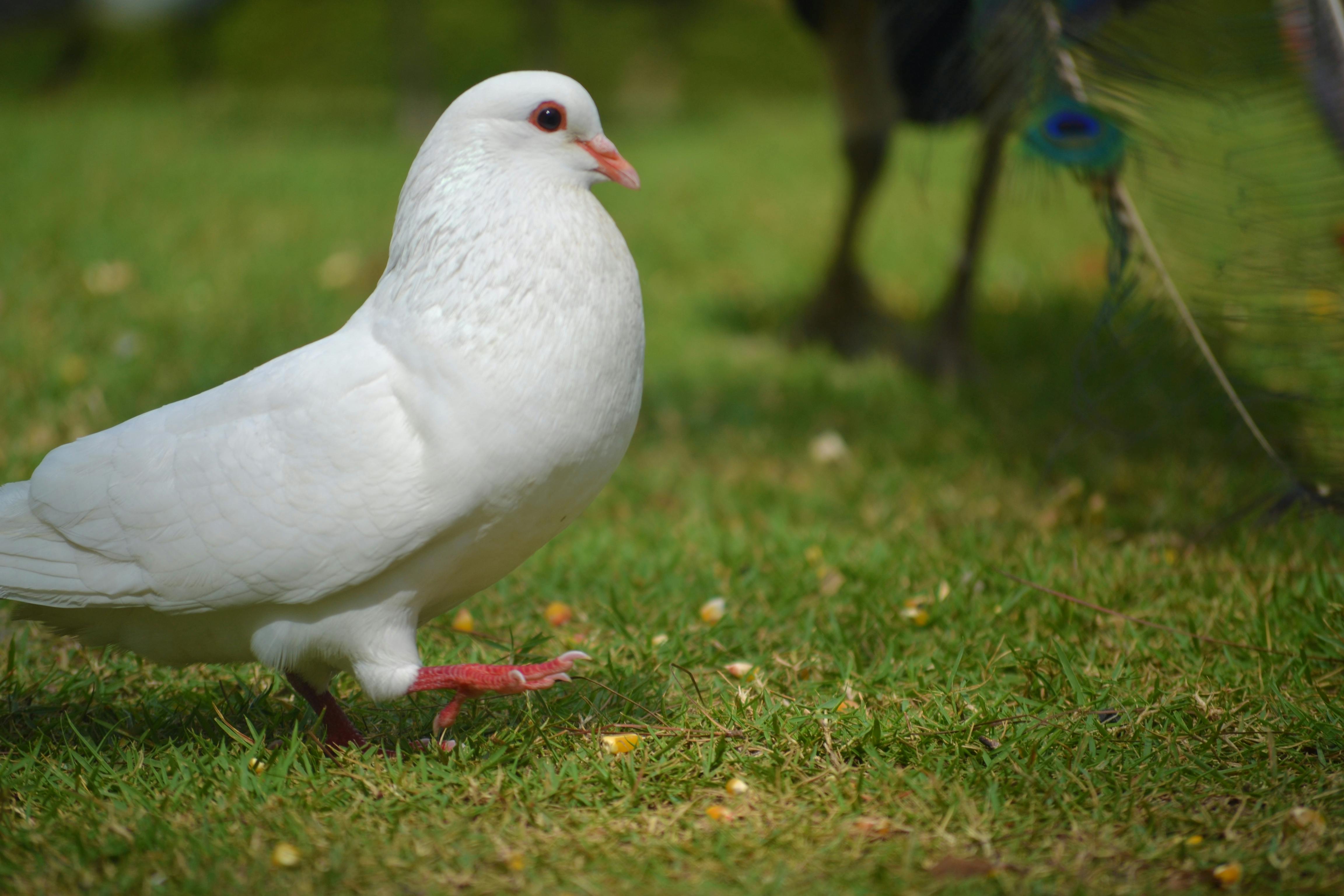 Gambar Burung Merpati - Homecare24