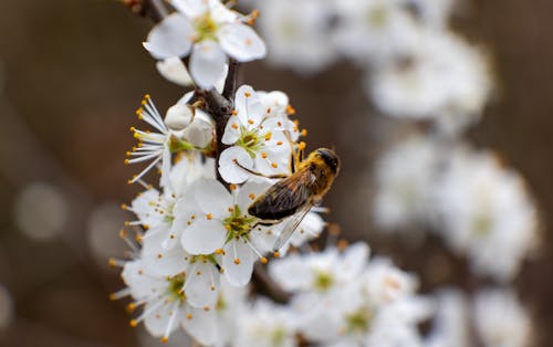 Close-up of a Bee Sitting on White Flowers of a Blooming Fruit Tree 