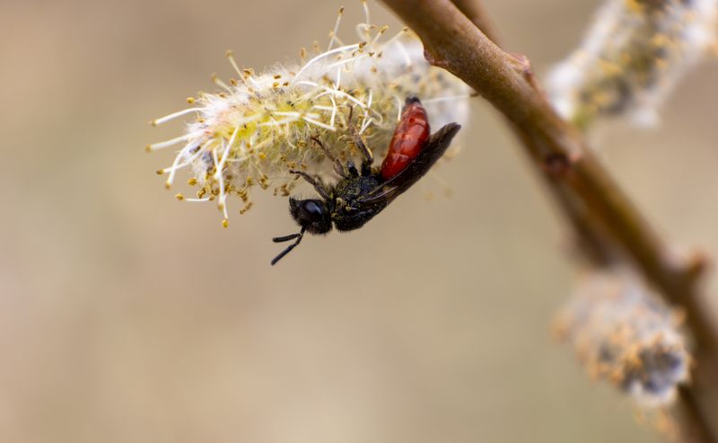 Ground Nesting Bees and Wasps: ID, Ecological Role, and When to Treat