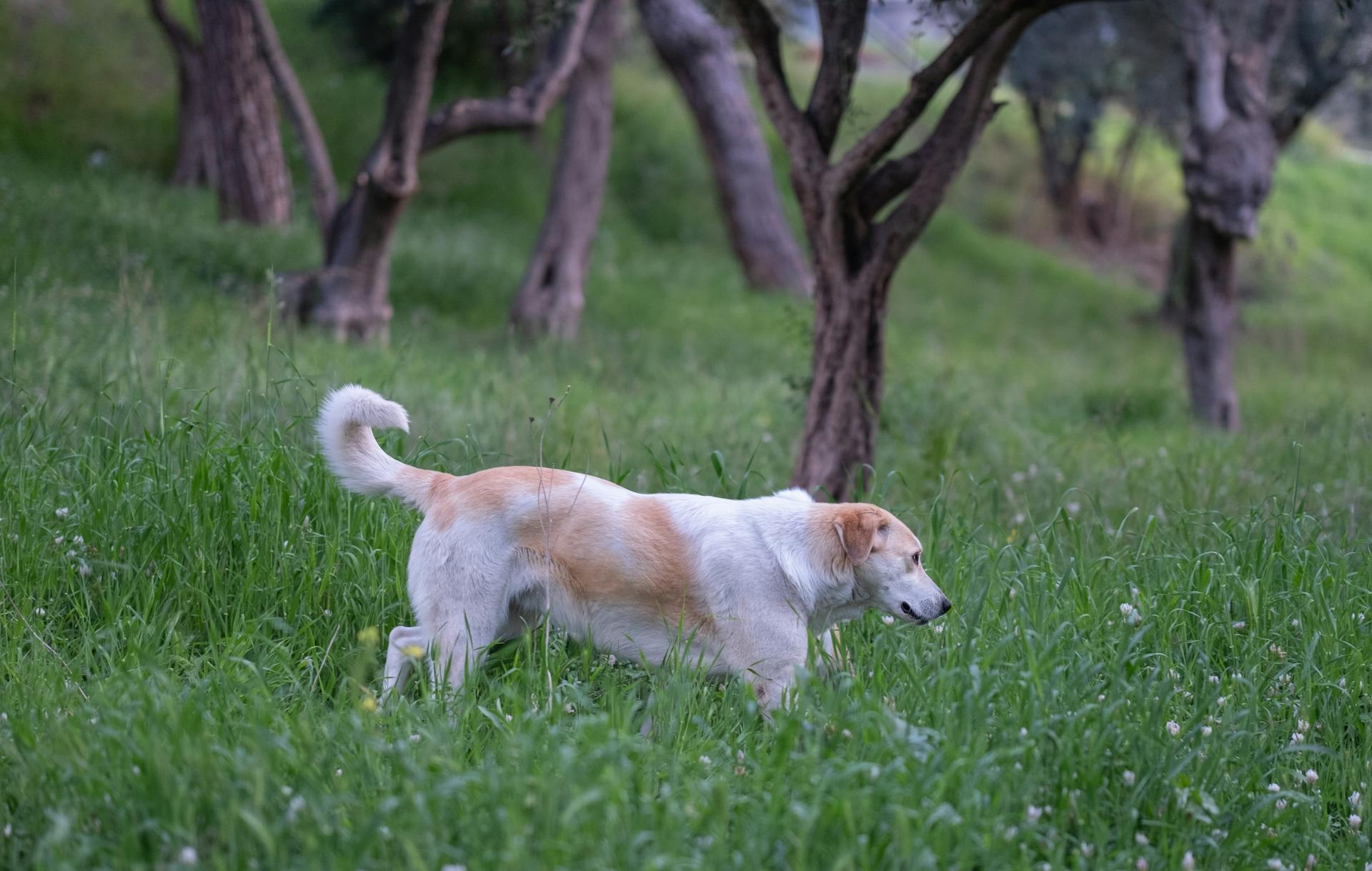 Un chien dans un champ