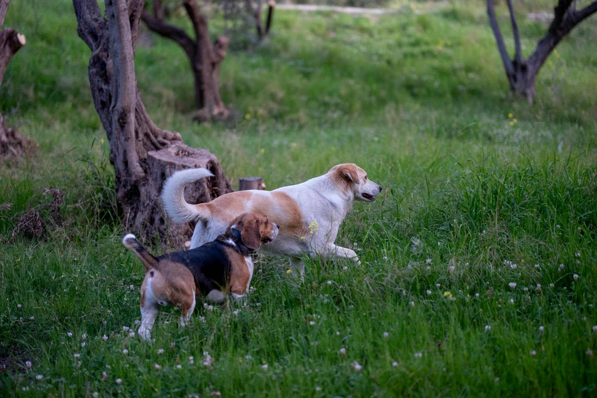 Two Dogs Outdoors