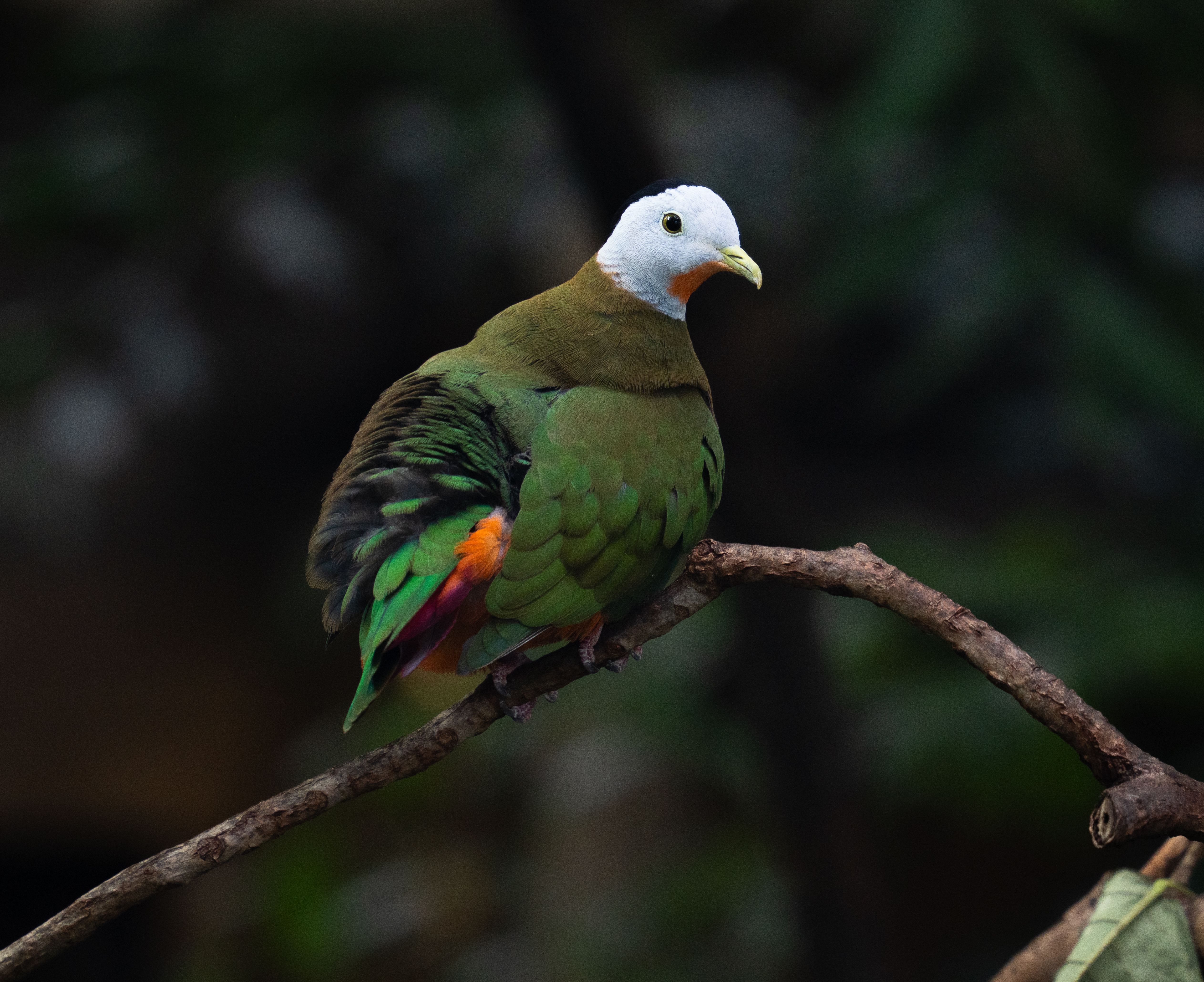 Negros Fruit Dove