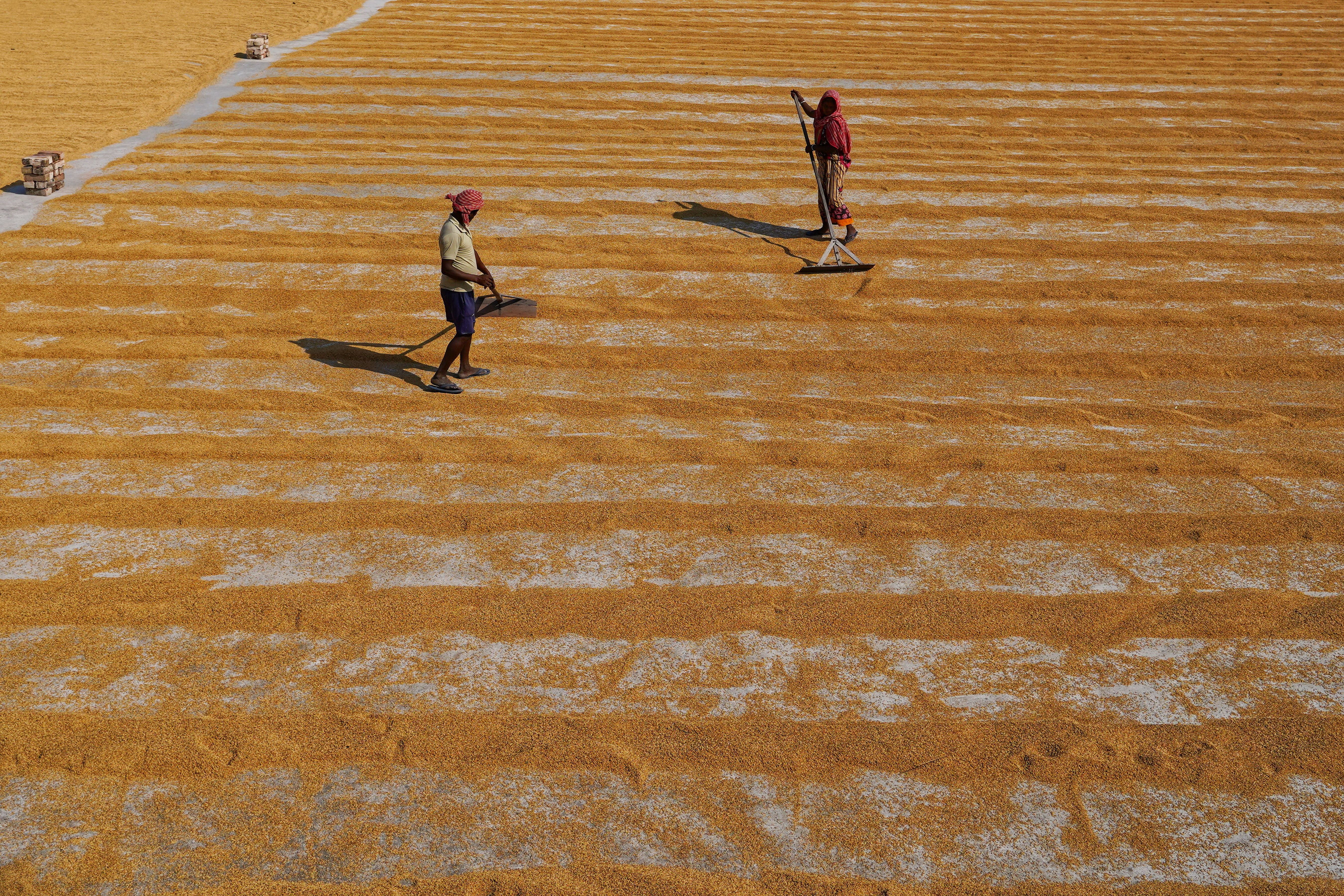 People Sweeping Grains with Rakes on Drying Field · Free Stock Photo