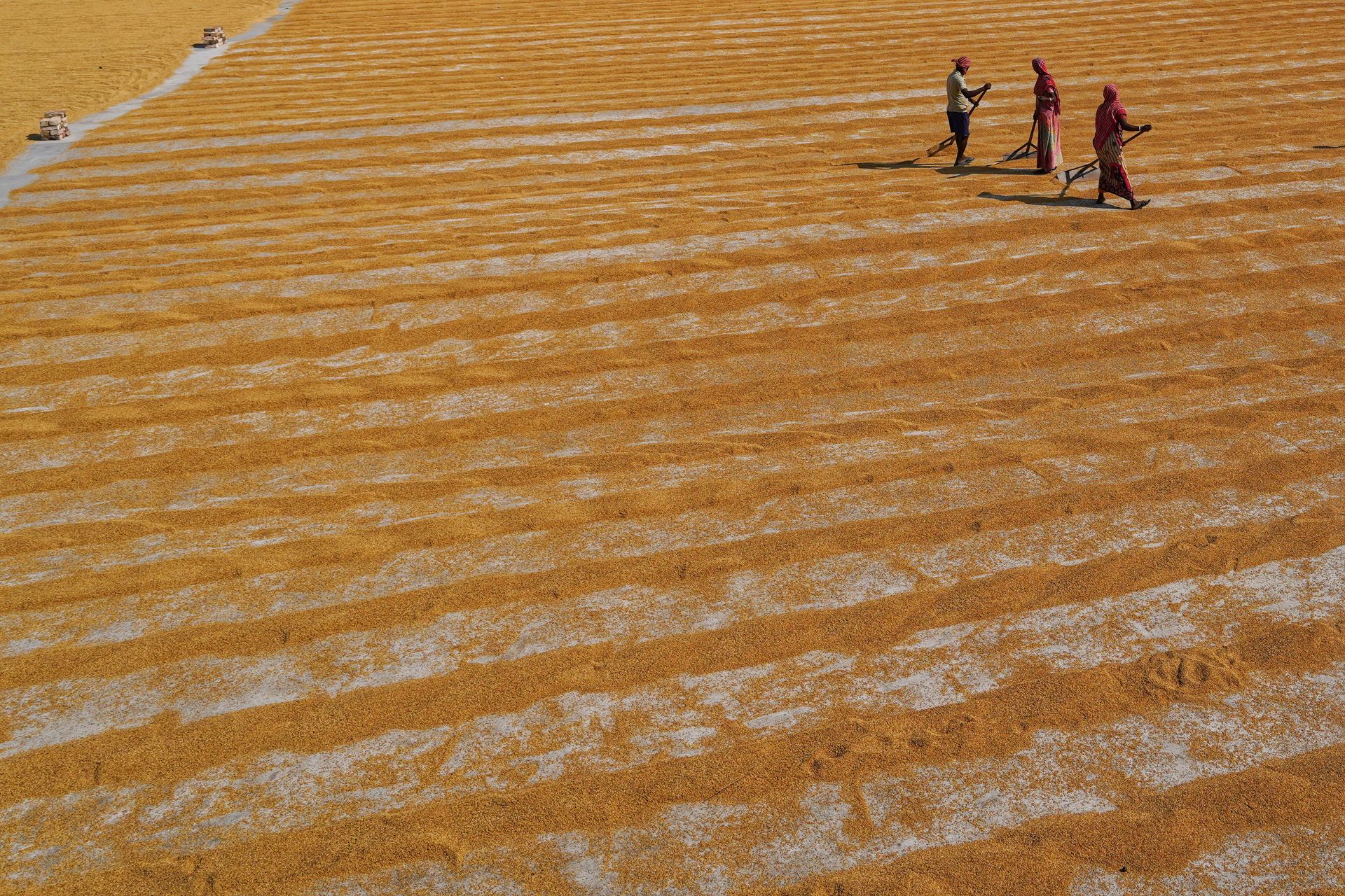 Farmers in Habra, India dry grains in a sunlit field, showcasing traditional agriculture methods.