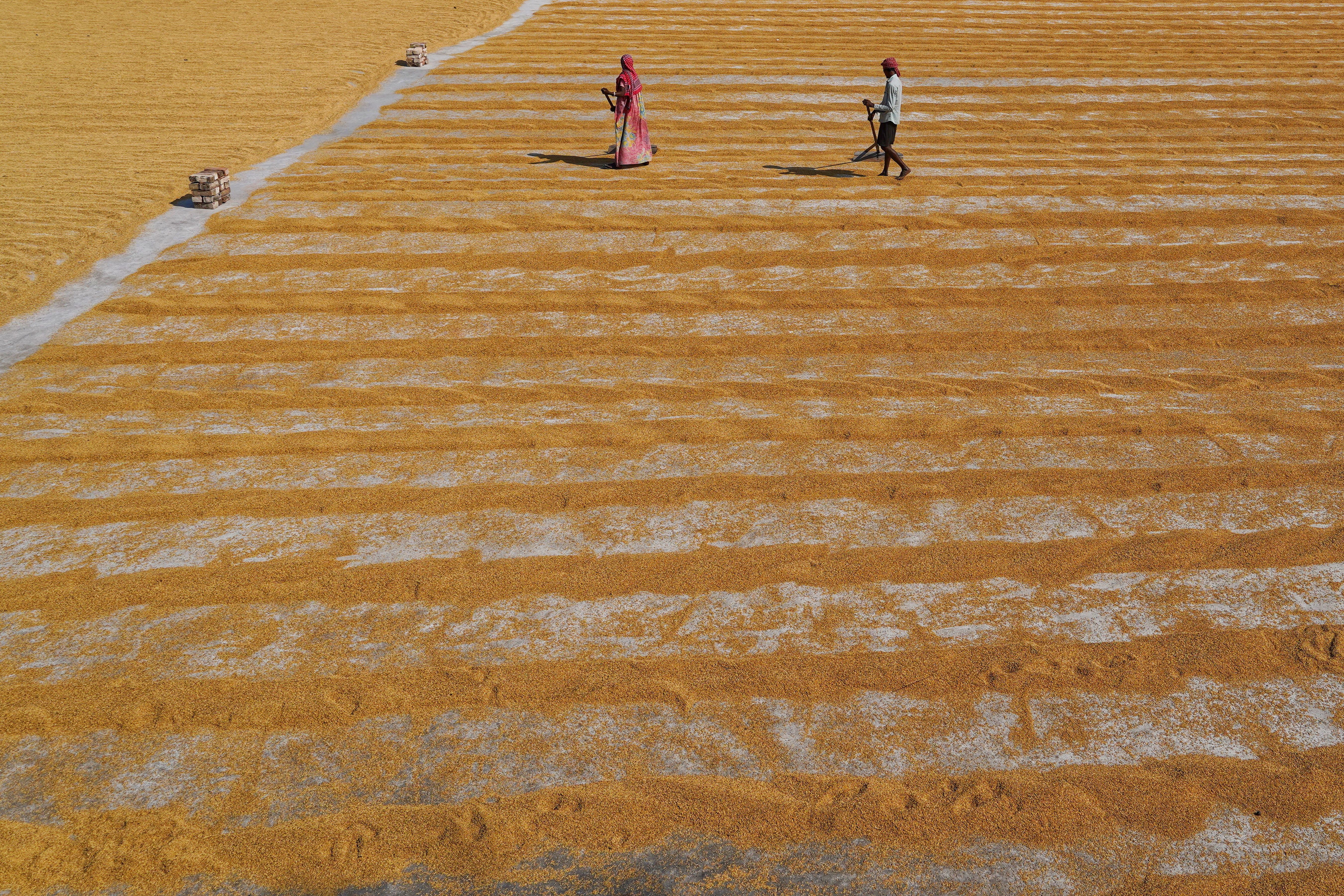 Golden rice mill 6. · Free Stock Photo