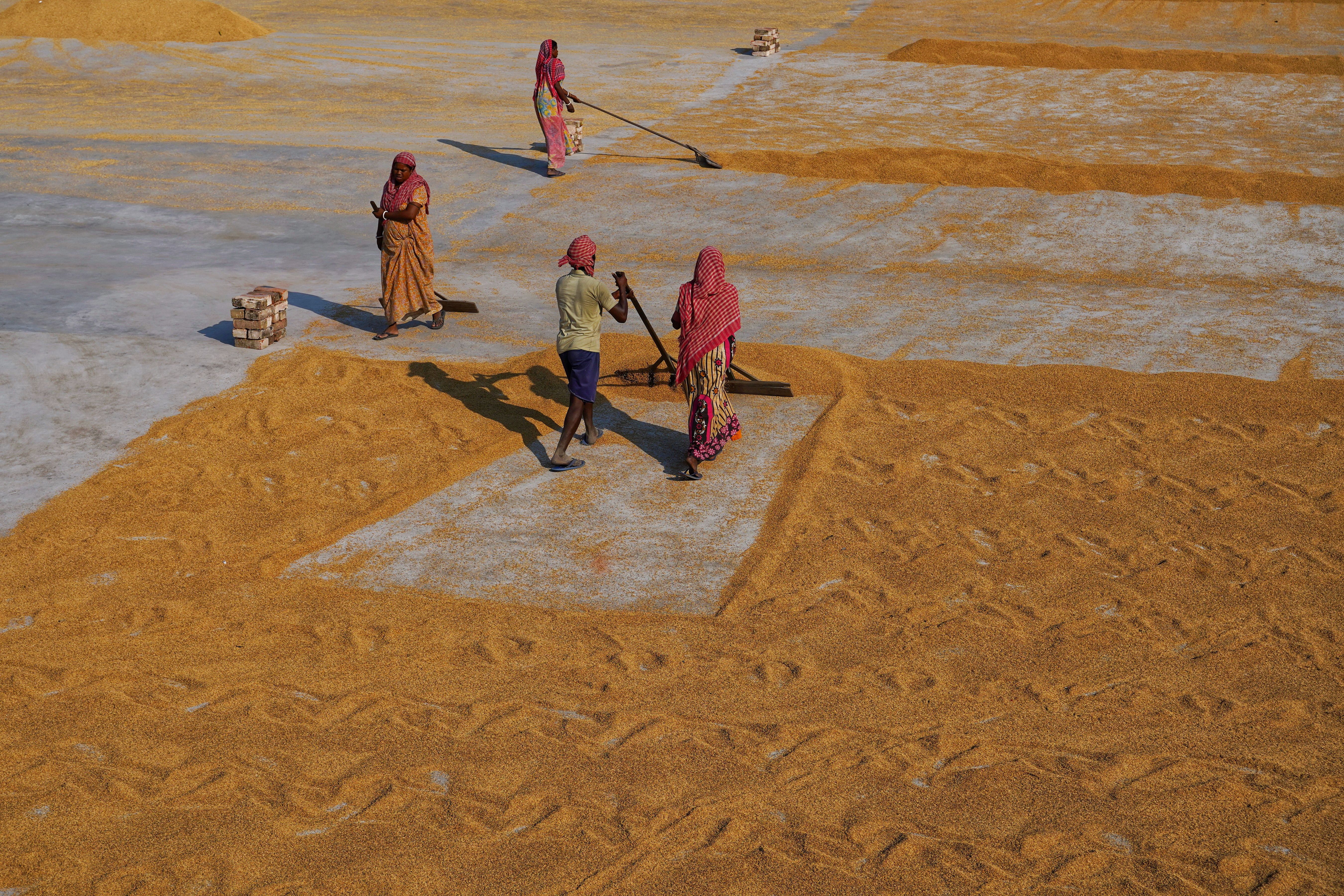 Workers in Habra, India, drying grains under the sun in a rural setting.