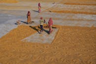 People Sweeping Grains on a Drying Field