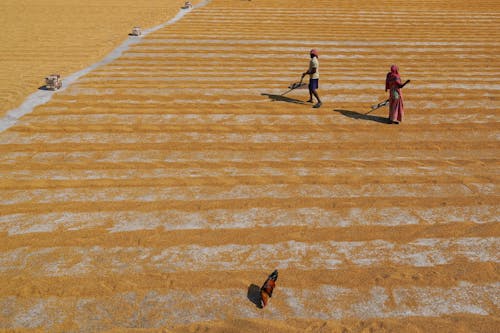 Foto stok gratis agrikultura, air, cemar