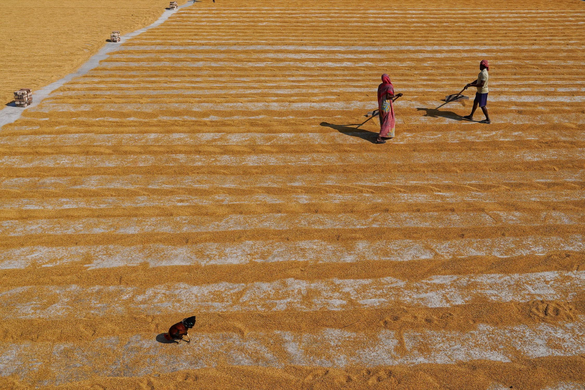 People Working with Traditional Drying of Rice · Free Stock Photo