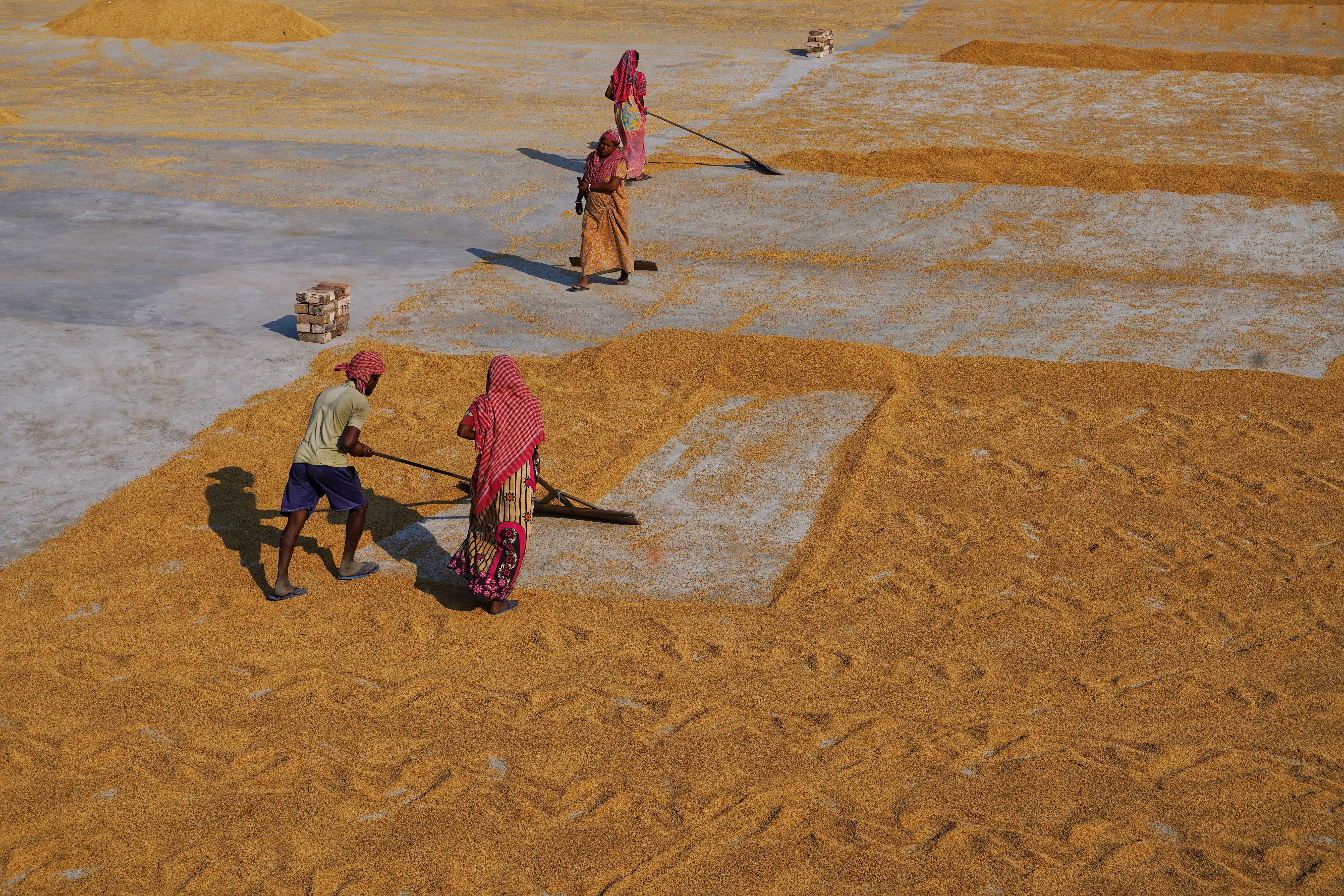 People Raking Drying Rice · Free Stock Photo