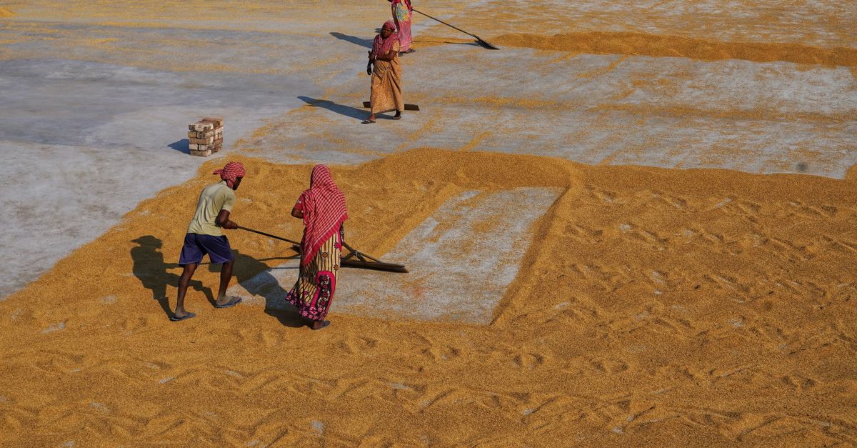 People Doing Rice People Raking Drying Rice · Free Stock Photo