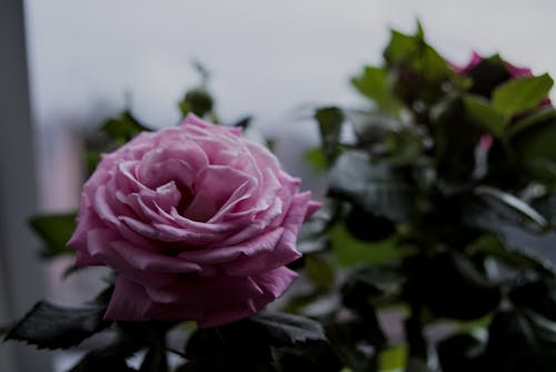 Gratis arkivbilde med blomst, rose