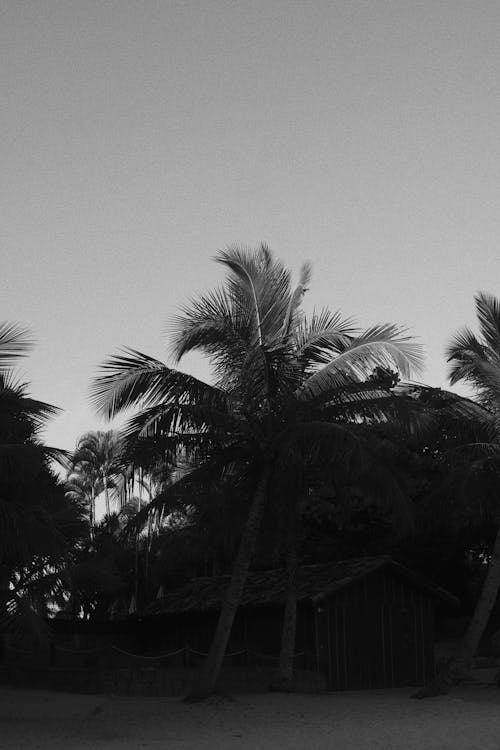 Black and white photo of palm trees on the beach