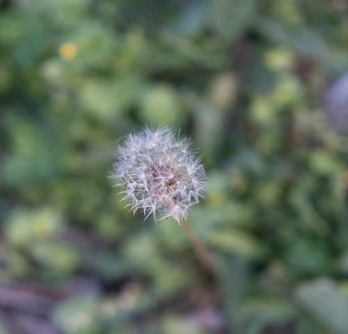 A dandelion with a white flower in the middle