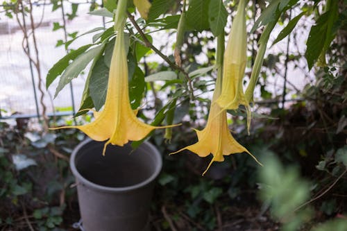 Δωρεάν στοκ φωτογραφιών με brugmansia, αγγέλοι σάλπιγγες, ανθίζω