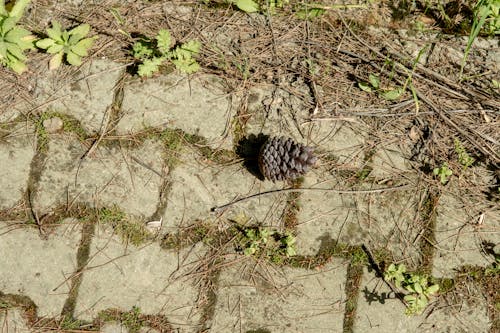 Gratis stockfoto met droog, fabrieken, gras